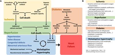 Beyond Family: Modeling Non-hereditary Heart Diseases With Human Pluripotent Stem Cell-Derived Cardiomyocytes